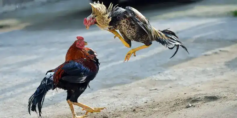 Các loại hình đá gà Thomo